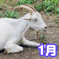 2015年1月の運勢チェック