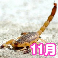 2014年11月の運勢チェック