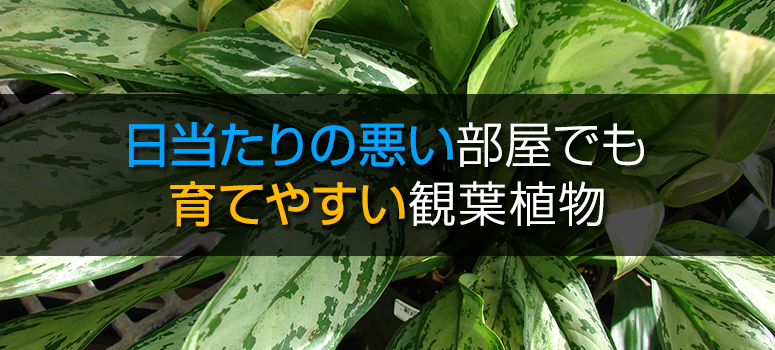 20150813_thumb_large