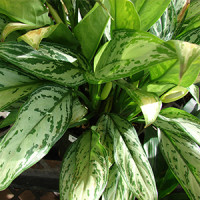 日当たりの悪い部屋でも育てやすい観葉植物