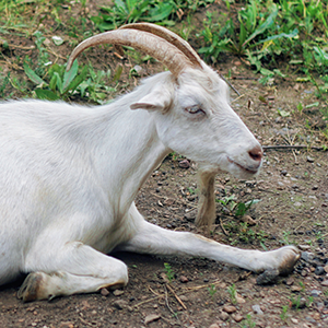 2015年9月のやぎ座星座占い