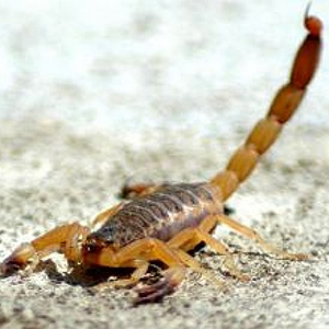 2015年9月のさそり座星座占い