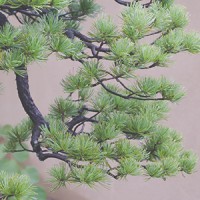 【大人の趣味】盆栽の魅力　入門