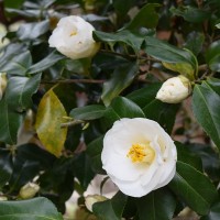 吉田松陰の黒歴史